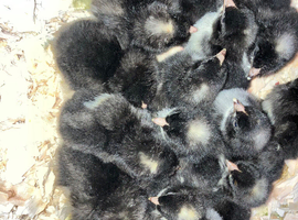 Copper maran and olive egger chicks