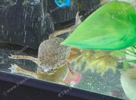 African dwarf frog and Rams snail