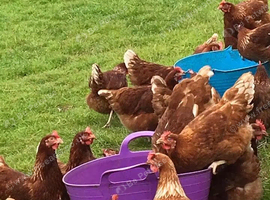 Chickens for sale