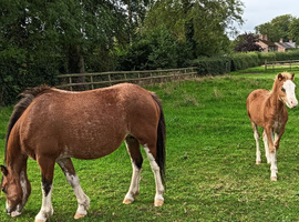 Brood mare