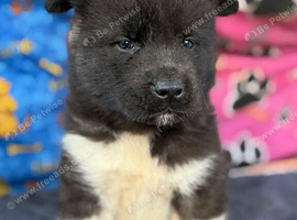American Akita Puppies