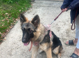 German shepherd