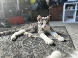 Cat needs re homing