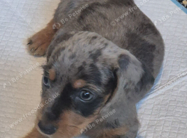 Male dachshund puppy