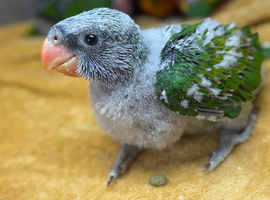 Hand-Reared Derbyans