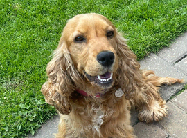 Girl cocker spaniel