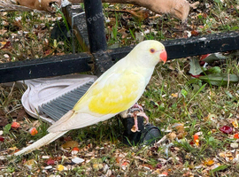 Hand reared ringnecks