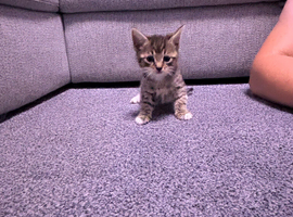 6 very playful beautiful kittens