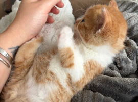 Beautiful ginger and tortoiseshell kittens