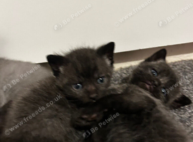 Twin kittens for sale