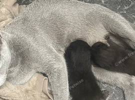 Russian Blue Cross Kittens  1 Boy 1 Girl