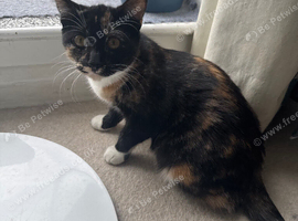 3 kittens ready to be rehomed