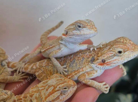 High end double het bearded dragons