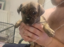 Chihuahua x staffy puppies