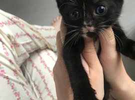 Female kitten