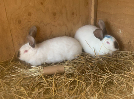 New Zealand rabbits