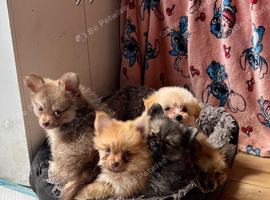 Cute Pomchi Puppies - 3 left