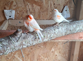 Pair of red white canarys