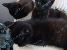 4 kittens looking for forever homes