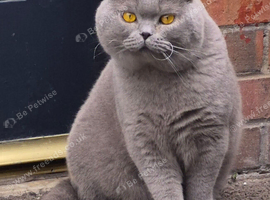 blue british shorthair male