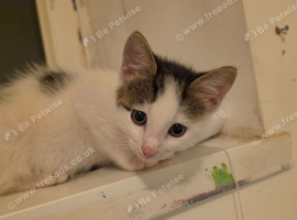 1 kitten for sale
