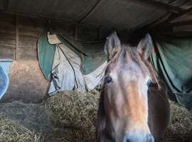 Dartmoor Dun Filly 2.5yrs old.
