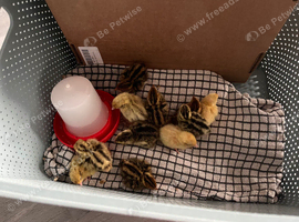 2 week old quail