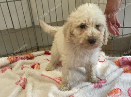 Beautiful bellington x poodle puppies for sale