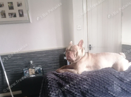 French bull dog
