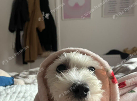 Westie x maltease