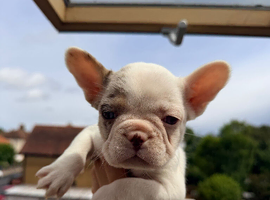 FLUFFY CARRIER FRENCH BULLDOGS