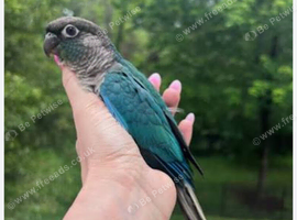 Super Friendly Hand tamed Baby Terqouise Conure Parrot