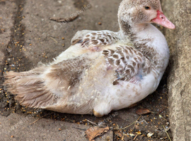 Beautiful muscovy ducks unsexed