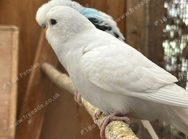 Rainbow and pure white budgies