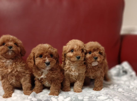 Beautiful Cavapoo puppies for sale