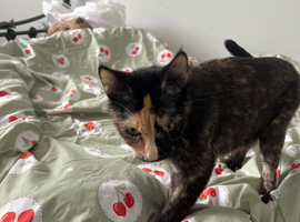Main coon /mix tan female adult