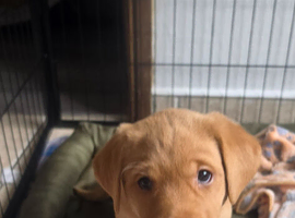 Fox Red Labrador