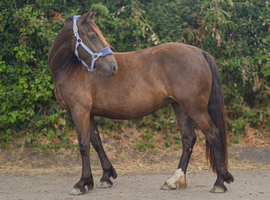 clynebank maisie