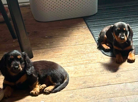 Longhaired Dachshund puppies