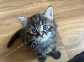 Ragdoll cross kittens