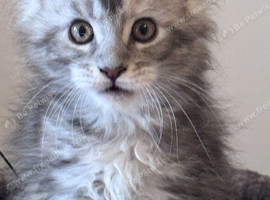 Gorgeous GCCF Registered Maine Coon Kittens for Sale