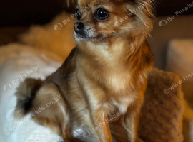 Yorkie Biewer chihuahua mix (chiyorkie)