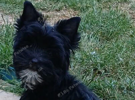 Still Available Girl Black Yorkshire Terrier Pedigree