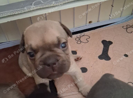 KC REGISTERED  FRENCHIES