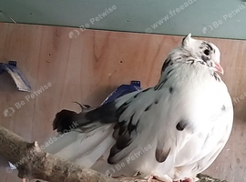 Indian and English garden fantails