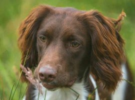 For stud, Liver and White KC reg ESS