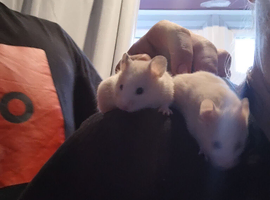 3 beautiful boys