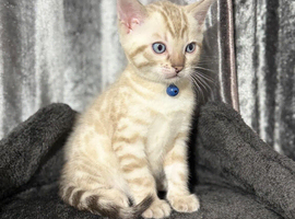 Beautiful Bengal Kittens Looking for Their Forever Homes.