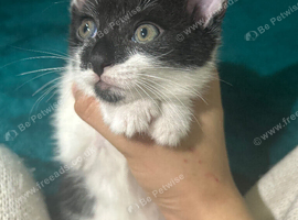 Stunning Litter of 7 Home-Rear Kittens &ndash; Ready for Loving Homes