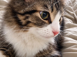 Ragdoll cross tabby